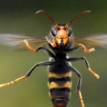 Frelon asiatique (Vespa velutina) en vol