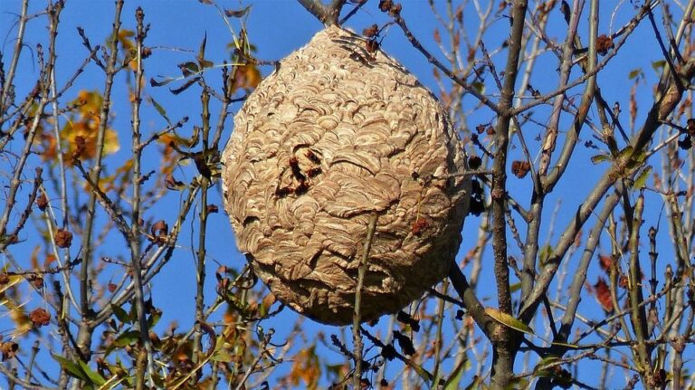 Nid de frelons asiatiques dans un arbre sans feuilles en automne